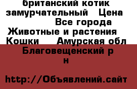 британский котик замурчательный › Цена ­ 12 000 - Все города Животные и растения » Кошки   . Амурская обл.,Благовещенский р-н